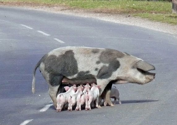 pig-feeding.jpg