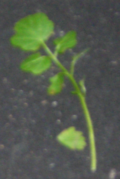 plant2.png