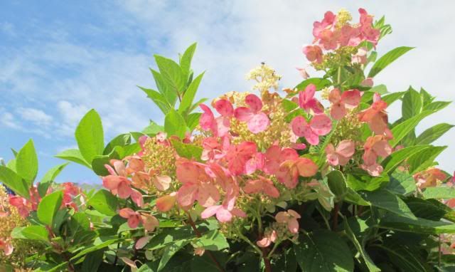  photo IMG_0063_zps9a7005eb.jpg