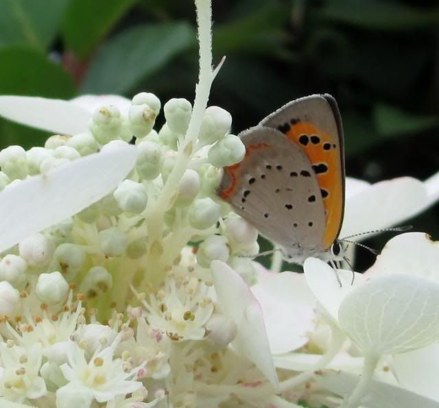  photo IMG_0066_zpsea45b123.jpg