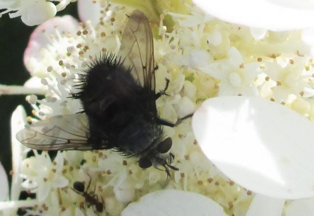  photo IMG_00682_zps1a366a91.jpg