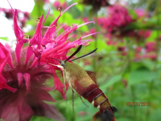  photo IMG_0074_zps96c0ca2b.jpg