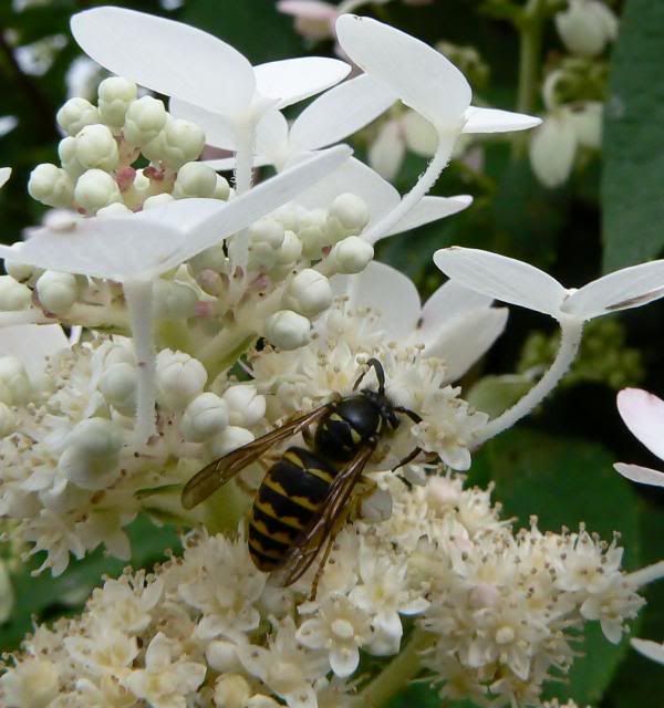  photo P1080292_zpse8b5b9b1.jpg