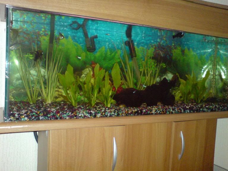 Changing From Gravel To Sand!(with Pictures) Fish Forum