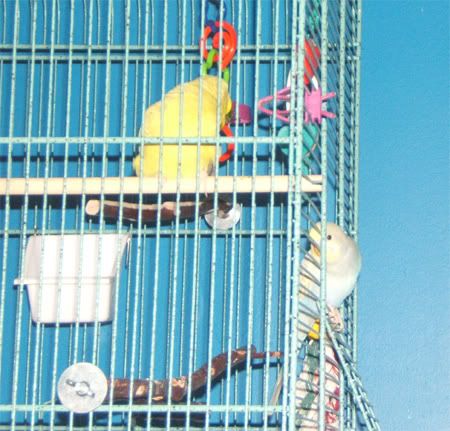 birdies.jpg