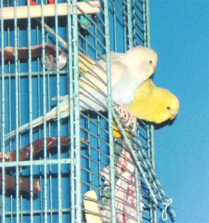 fluffylovebirds.jpg