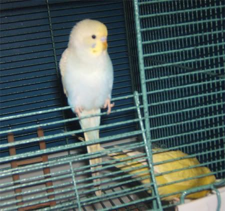 napeleonchillingout.jpg