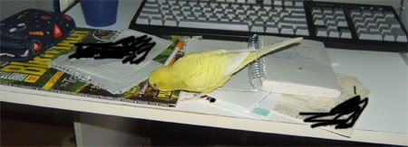 shewantstoreadbirdtalktoo.jpg