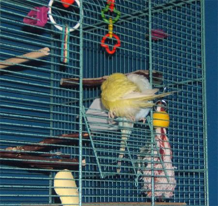 sleepingfluffs.jpg