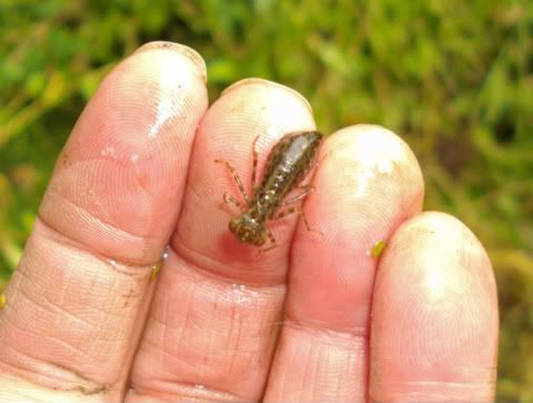 Dragonfly+larvae+mouth