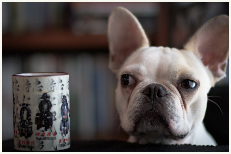21 Reasons Why Owning a French Bulldog Is the Worst Thing You Could Do! 7