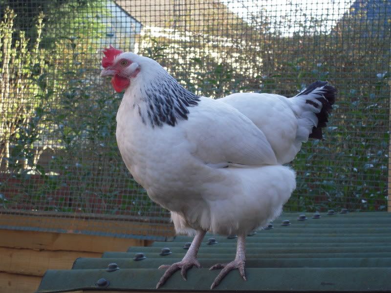 Burford Brown Hens. by Top Hen on Thursday May 07,