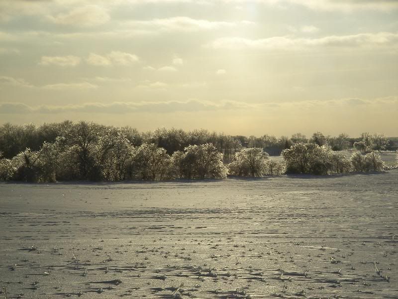 iceontrees3.jpg