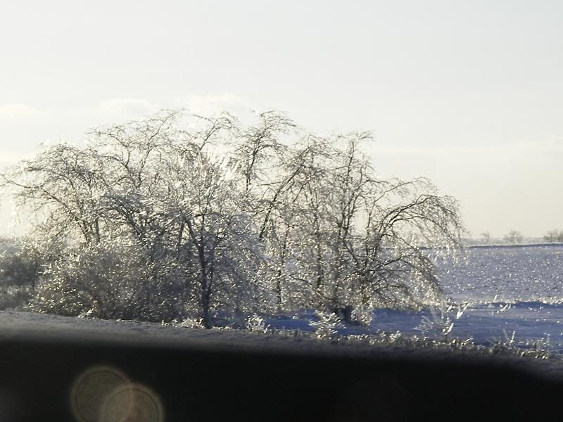 roadtree.jpg