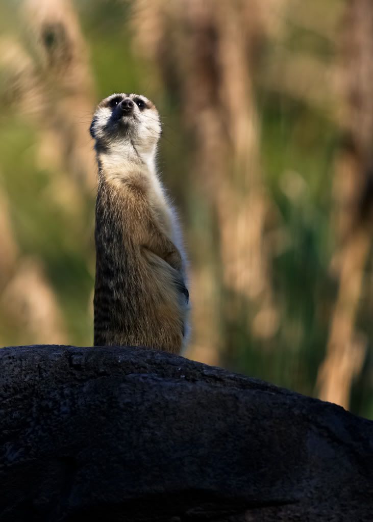 IMAGE: http://i8.photobucket.com/albums/a13/stevesmithjr/wdw2008/8.jpg