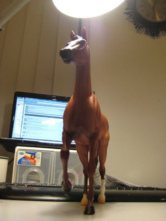 IMG_3203.jpg