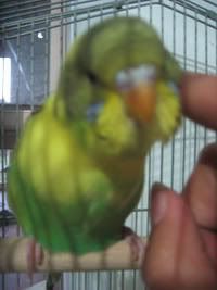 IMG_6919a.jpg