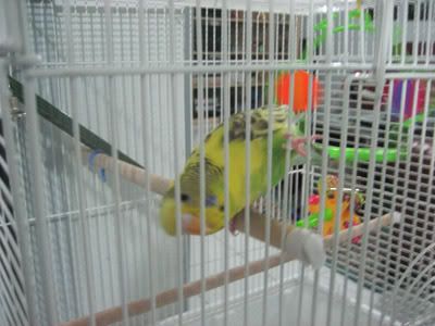 IMG_9135a.jpg