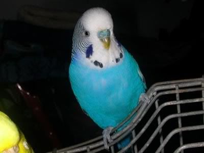 nibbler.jpg