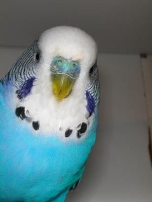 nibbler1.jpg