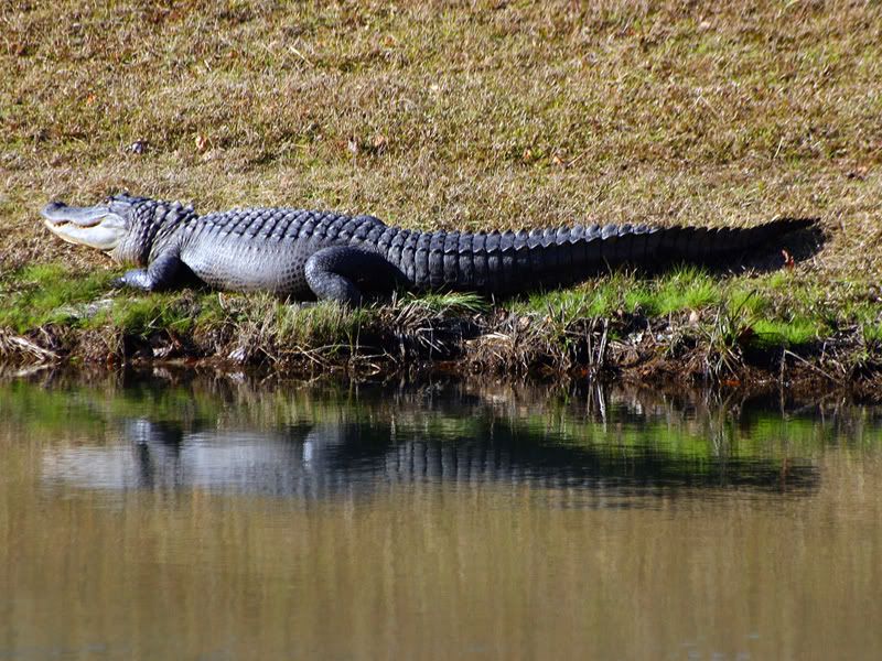 IMAGE: http://i8.photobucket.com/albums/a14/jonstickles/IMG_0722_M.jpg