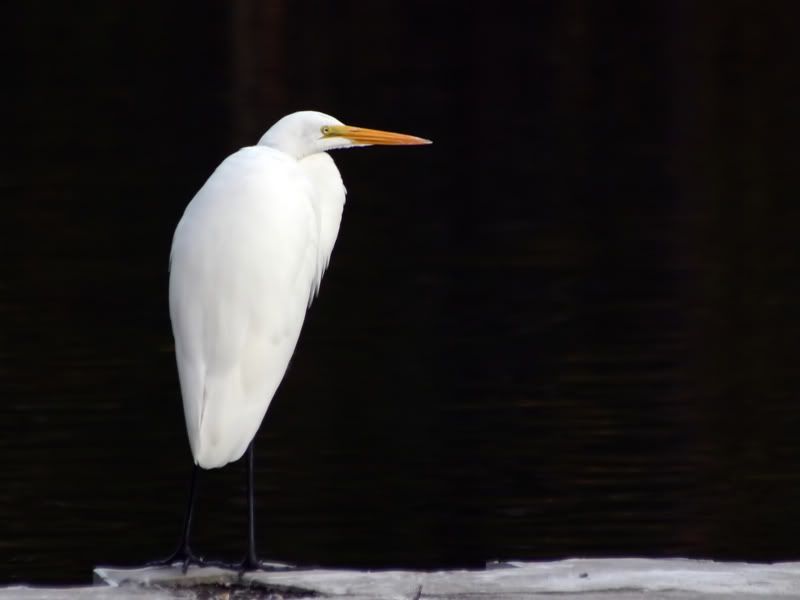 IMAGE: http://i8.photobucket.com/albums/a14/jonstickles/IMG_9060_M_filtered.jpg