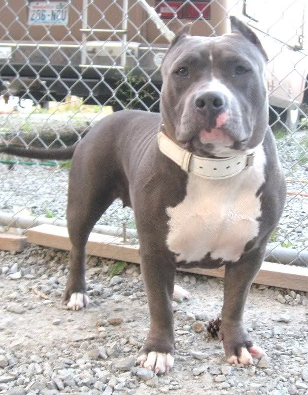 "RE" Razor's Edge dogs Pit Bull Chat Forum