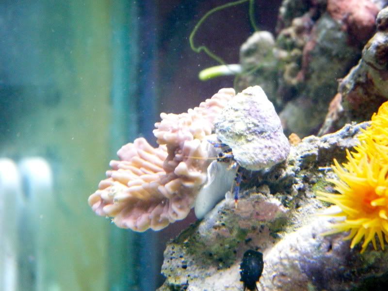DSCF1439 - Share your growth shots thread!