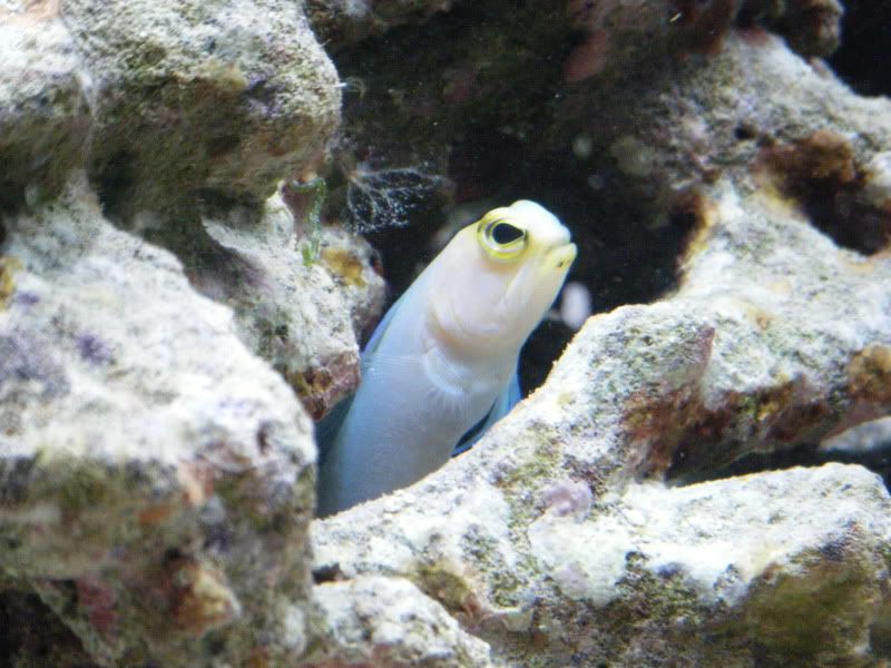 DSCF1470 - Yellow headed Jawfish