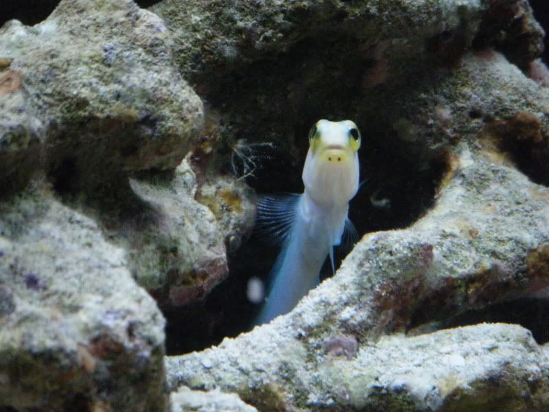 DSCF1480 - Yellow headed Jawfish