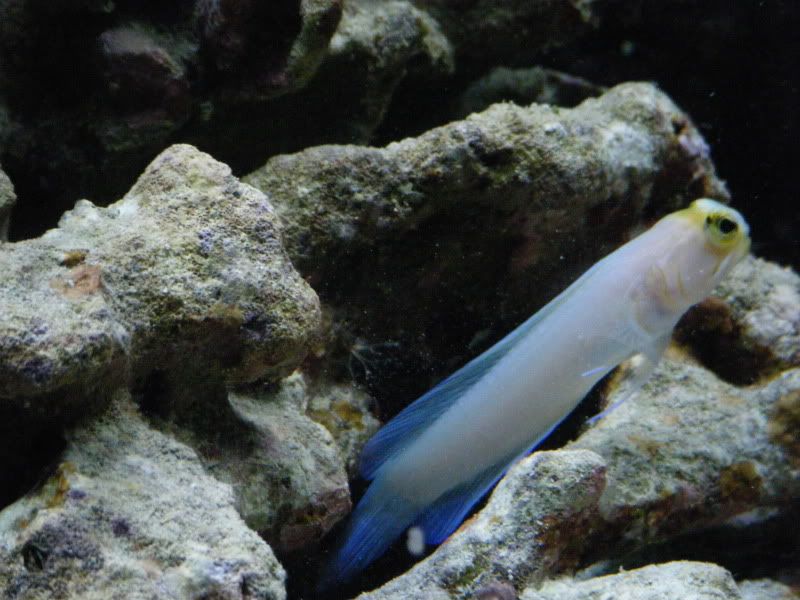 DSCF1500 - Yellow headed Jawfish