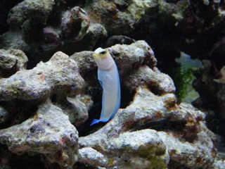 DSCF1508 - Yellow headed Jawfish