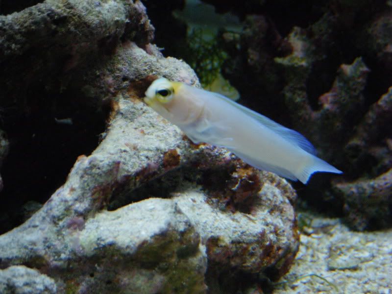 DSCF1517 - Yellow headed Jawfish
