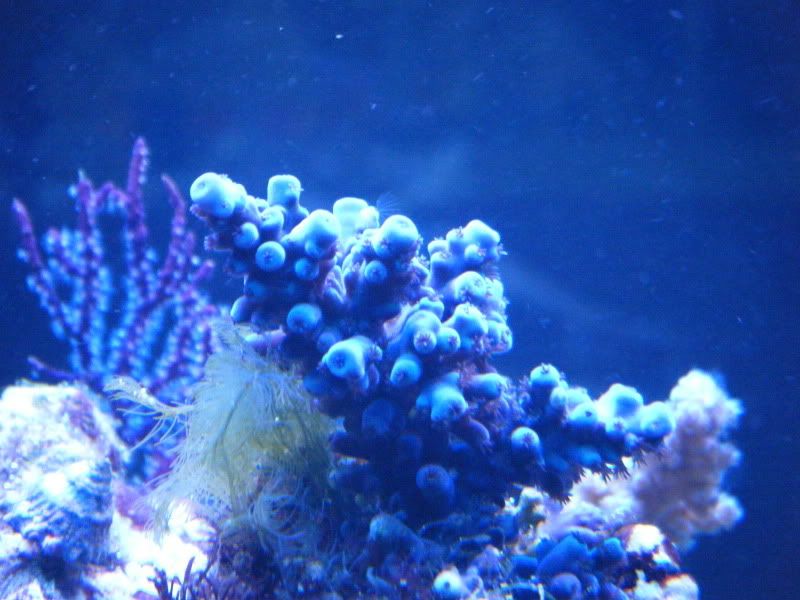 DSCF1832 - Share your growth shots thread!