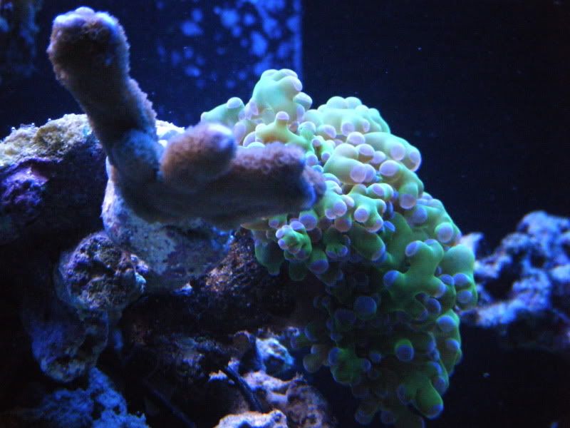 DSCF1837 - Share your growth shots thread!