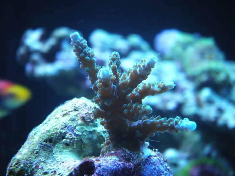 DSCF1866 - Share your growth shots thread!