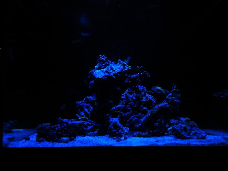 DSCF2182 - Aqua Illumination (AI) Sol Blue vs. White