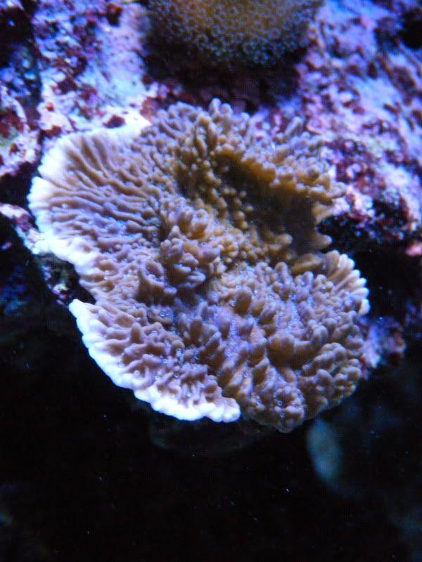 DSCF2255 - Share your growth shots thread!