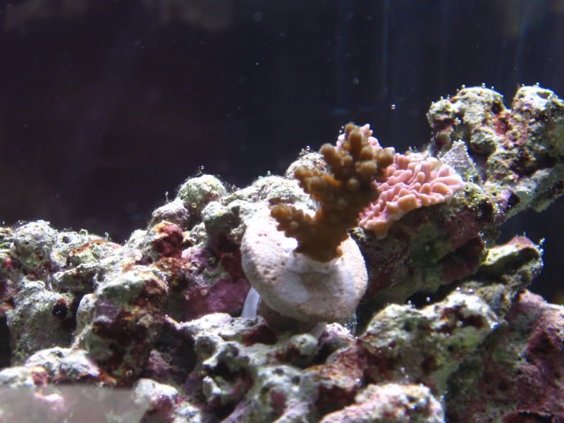 IMG 1079 - Share your growth shots thread!