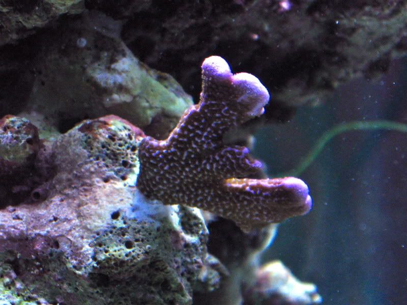 IMG 1190 - Share your growth shots thread!