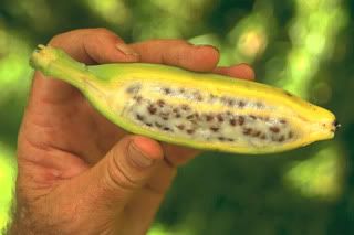 Bananas With Seeds