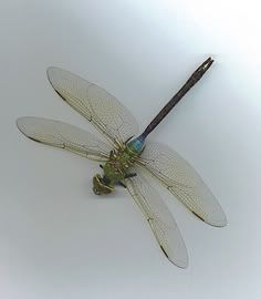 Dragonfly