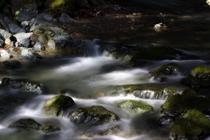 Brook in Muir Woods