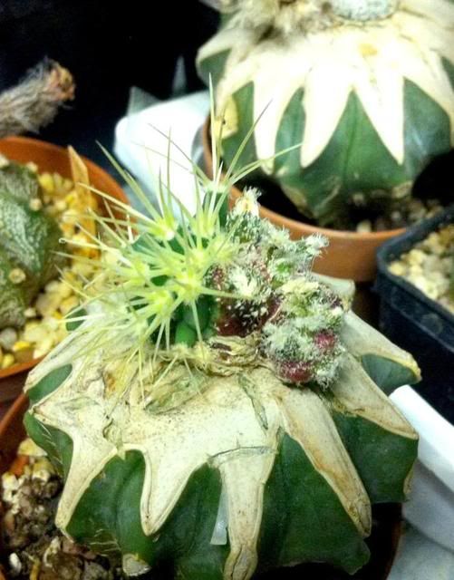 Chimera..? probably ForumAstrophytum