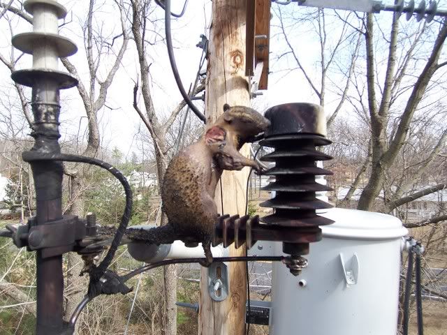 electrocuted photo: Electrocuted squirrel friedsquirrel003.jpg