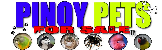 Pinoy Pets For Sale