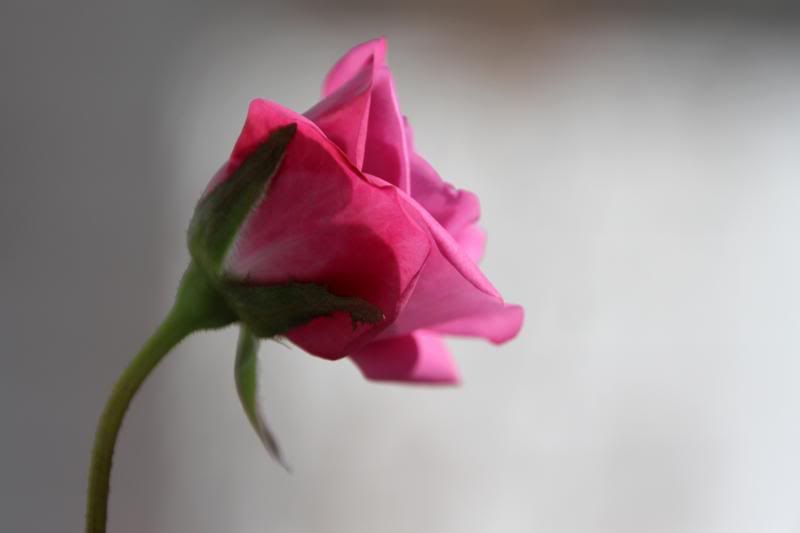  photo IMG_8224_zpsf182d525.jpg