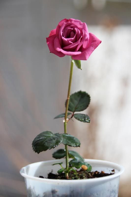  photo IMG_8236_zps0b322b1e.jpg