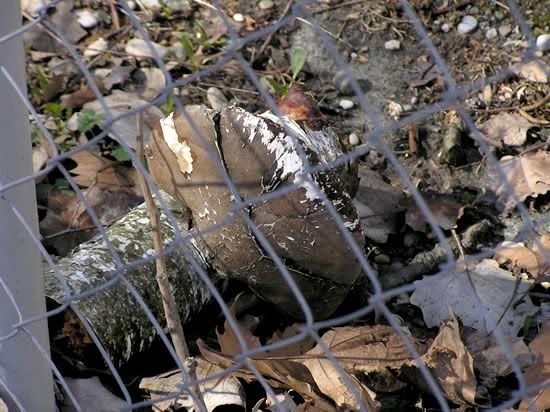 Image hosting by Photobucket