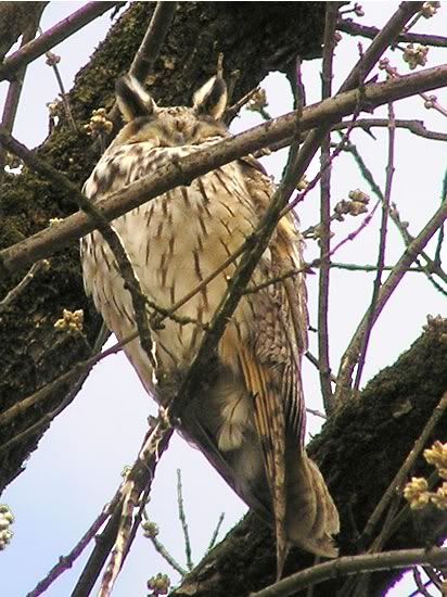 Image hosting by Photobucket